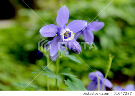 Odamaki Odamaki 31647287