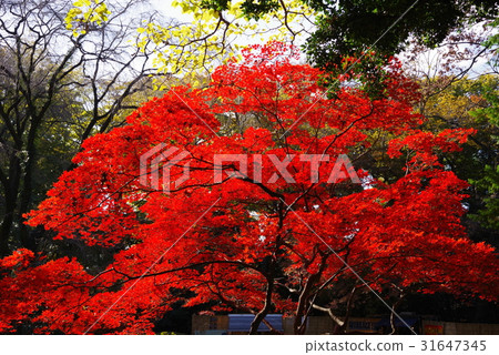 Autumn's Rokugien 31647345