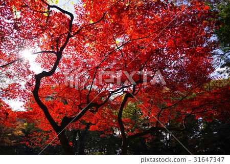 Autumn's Rokugien 31647347