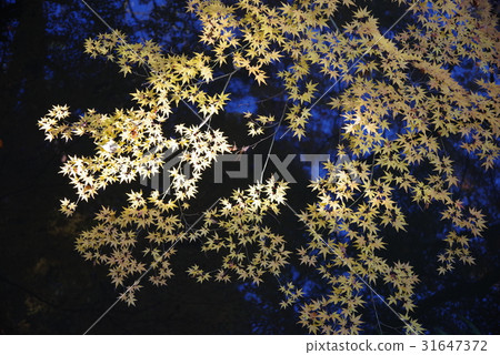 Autumn's Rokugien 31647372