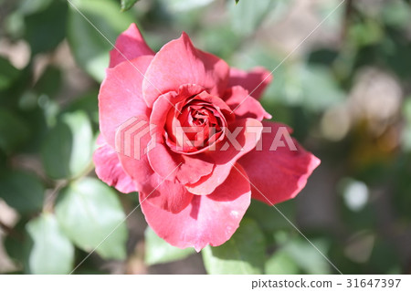 Rose   Rose   31647397