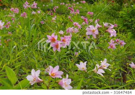 百合花 百合花 31647484