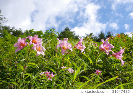 Lily flowers Lily flowers 31647485