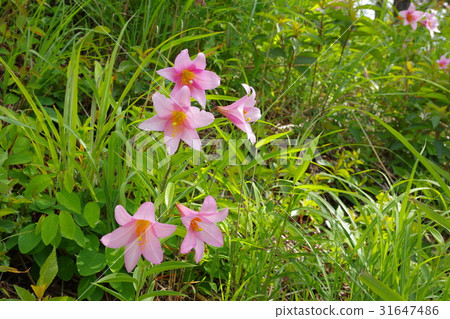 Lily flowers Lily flowers 31647486