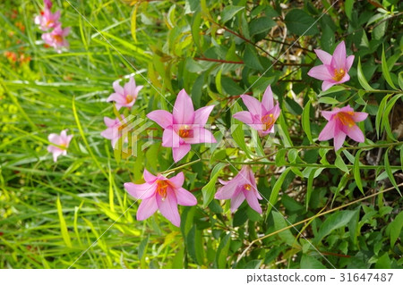 百合花 31647487