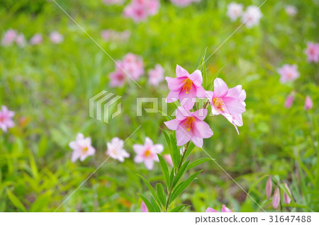 百合花 百合花 31647488
