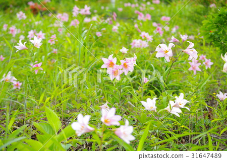百合花 百合花 31647489