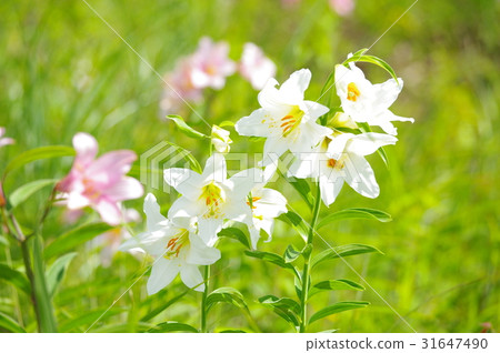 百合白花 31647490