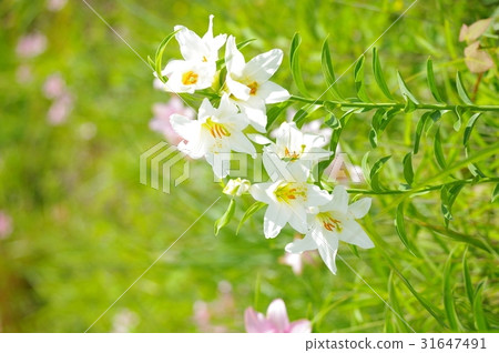 百合花 31647491