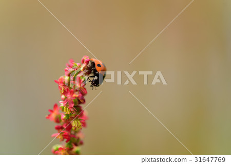 Ladybug 31647769