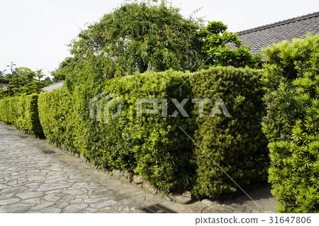 Ikigaki Ogi-no-Yabe Yashiki Matsusaka Castle Ruge Samurai Yashiki-machi 31647806