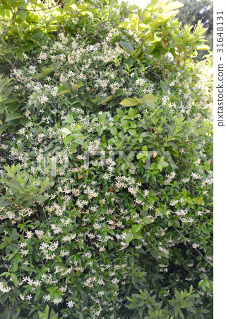 Teikazura Teikazura 31648131