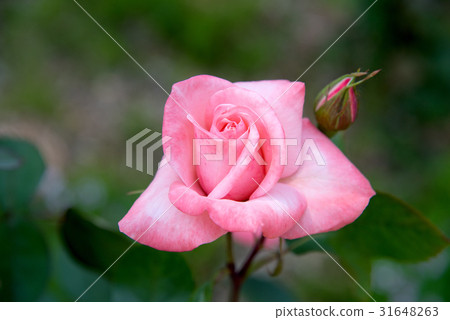 混合茶，Avrin Nogoir 31648263