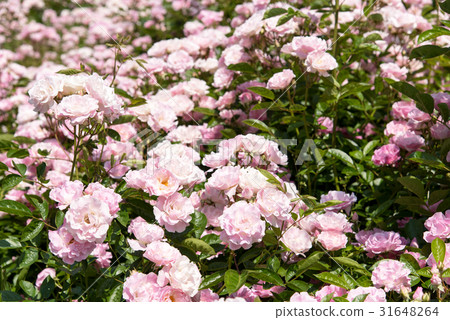 玫瑰充滿陽光充滿屏幕，春天騷擾 31648264