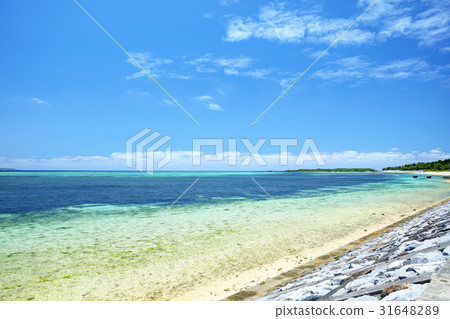 The coast near Bise Fukugi lined tree 31648289