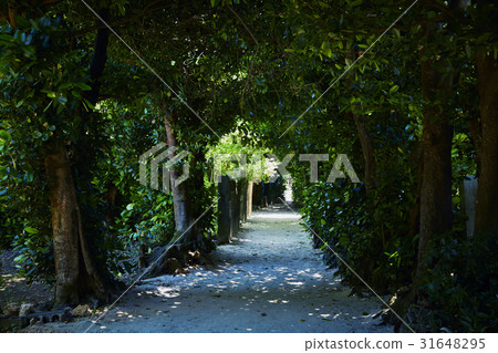 Fukugi trees in Bise 31648295