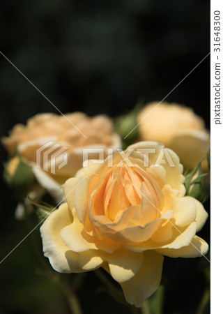 Graham Thomas reminiscent of a golden job 31648300