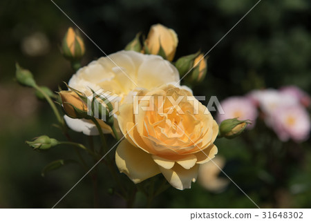 Graham Thomas reminiscent of a golden job 31648302