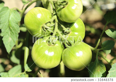 照片 番茄的生长 首页 照片 蔬菜_食品 蔬菜 西红柿 番茄的生长