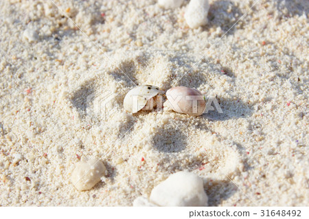 A couple material of a hermit crab that talks on good friends on the beach of an easy-to-use beach for sightseeing and traveling in the sea 31648492