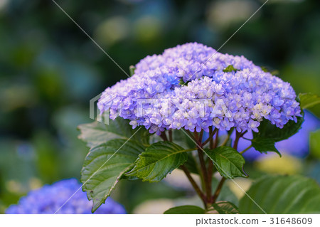 Hydrangea flower, macro shoot 31648609