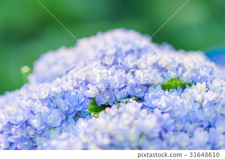 Hydrangea flower, macro shoot Hydrangea flower, macro shoot 31648610