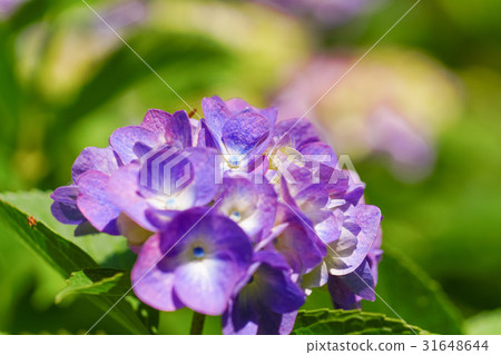 Hydrangea flower, macro shoot Hydrangea flower, macro shoot 31648644