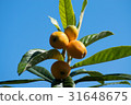 枇杷 31648675