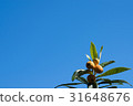 枇杷 31648676
