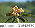 枇杷 31648680