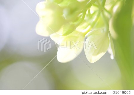 hydrangea hydrangea 31649005