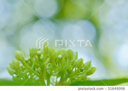 hydrangea   31649006
