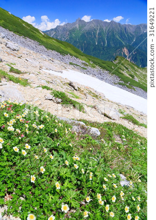 Alpine plants and cliffs of Mt. Yagetake in the climbing of the North Alps and Kasagatake volcano Alpine plants and cliffs of Mt. Yagetake in the climbing of the North Alps and Kasagatake volcano 31649221