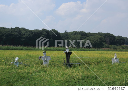 Scarecrow of satoyama rice field Scarecrow of satoyama rice field 31649687