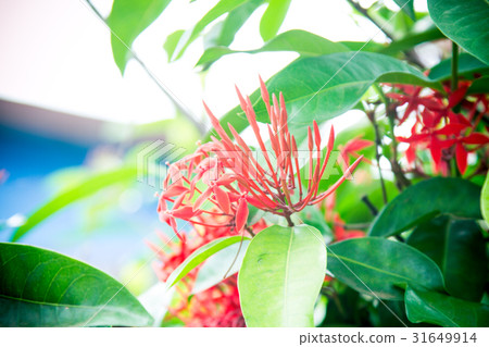 Spike flower, Rubiaceae flower, Ixora coccinea. Spike flower, Rubiaceae flower, Ixora coccinea. 31649914