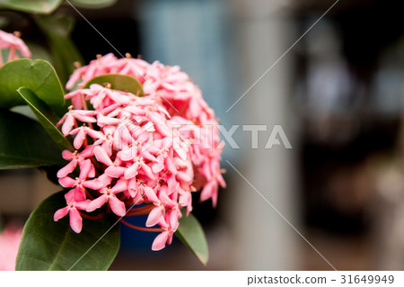 Spike flower, Rubiaceae flower, Ixora coccinea. 31649949