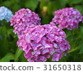 Hydrangea in a clear sky 31650318