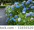 Hydrangea in a clear sky 31650320