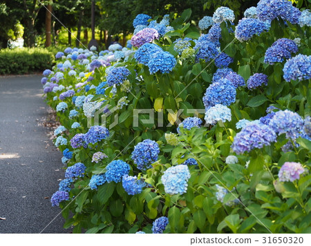 Hydrangea in a clear sky Hydrangea in a clear sky 31650320