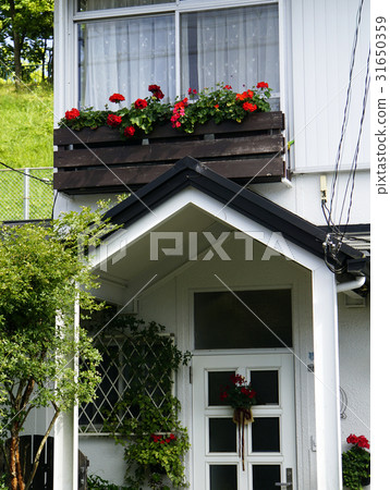 在房子的入口門附近容器庭院天竺葵 31650359