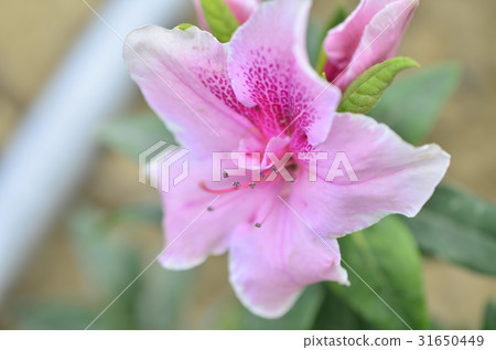 一朵豹紋花 一朵豹紋花 31650449
