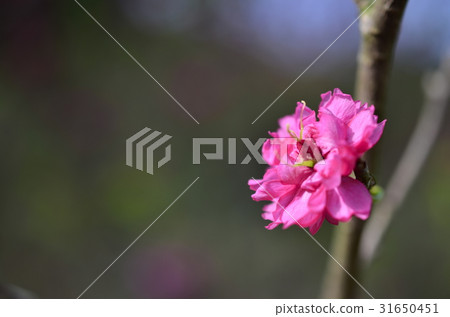 枝頭小花 枝頭小花 31650451