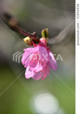 小花 31650456