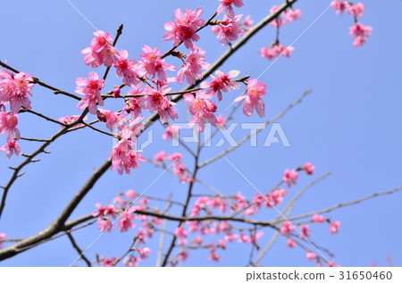 Pink flower Pink flower 31650460