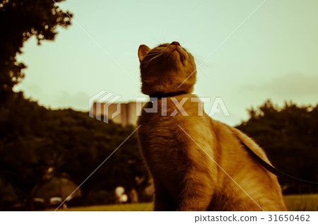 Cat looking up 31650462