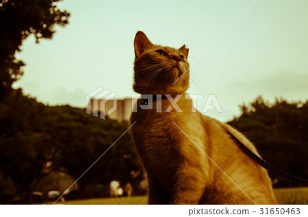 Cat in gaze 31650463