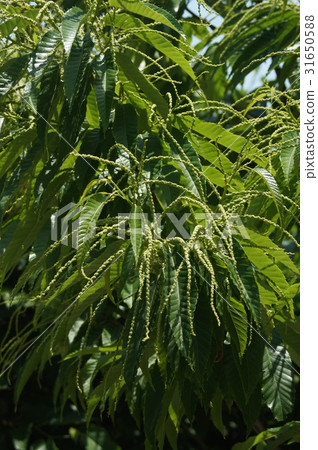 Chestnut tree flowers 31650588