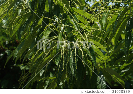 Chestnut tree flowers 31650589