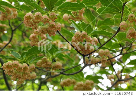 Happagahara Salasa Doudan 31650748