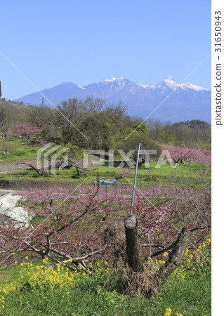 在Yatsugatake南腳的Shintoku Togeno鄉 31650943